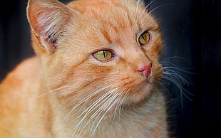 orange tabby cat